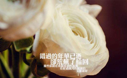 最后一头战象嘎羧内心情感的句子