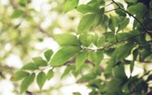 深圳绿植公司怎么取名的