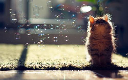 地猫叫天猫应注意什么