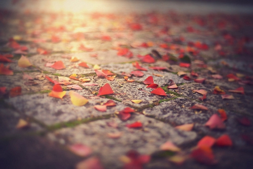 种草莓的公司如何起名