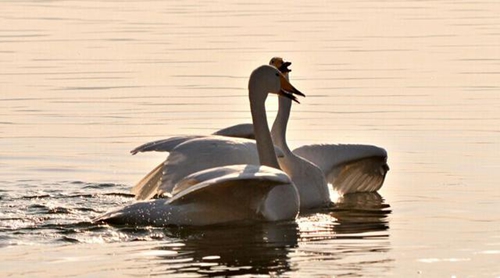 快手如何看主播礼物榜