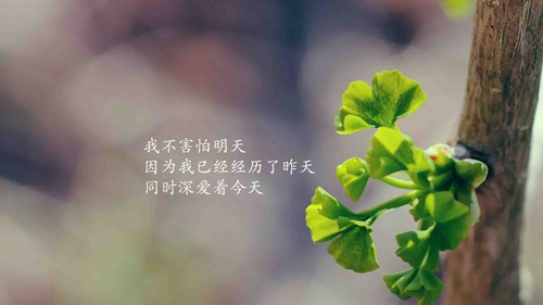 原耽女孩的唯美句子（推荐15条）